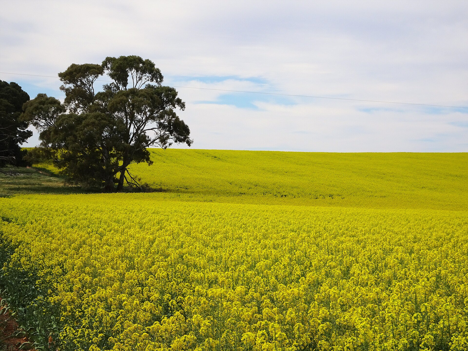Adelaide Local Government Decisions Shape Daily Life for Residents