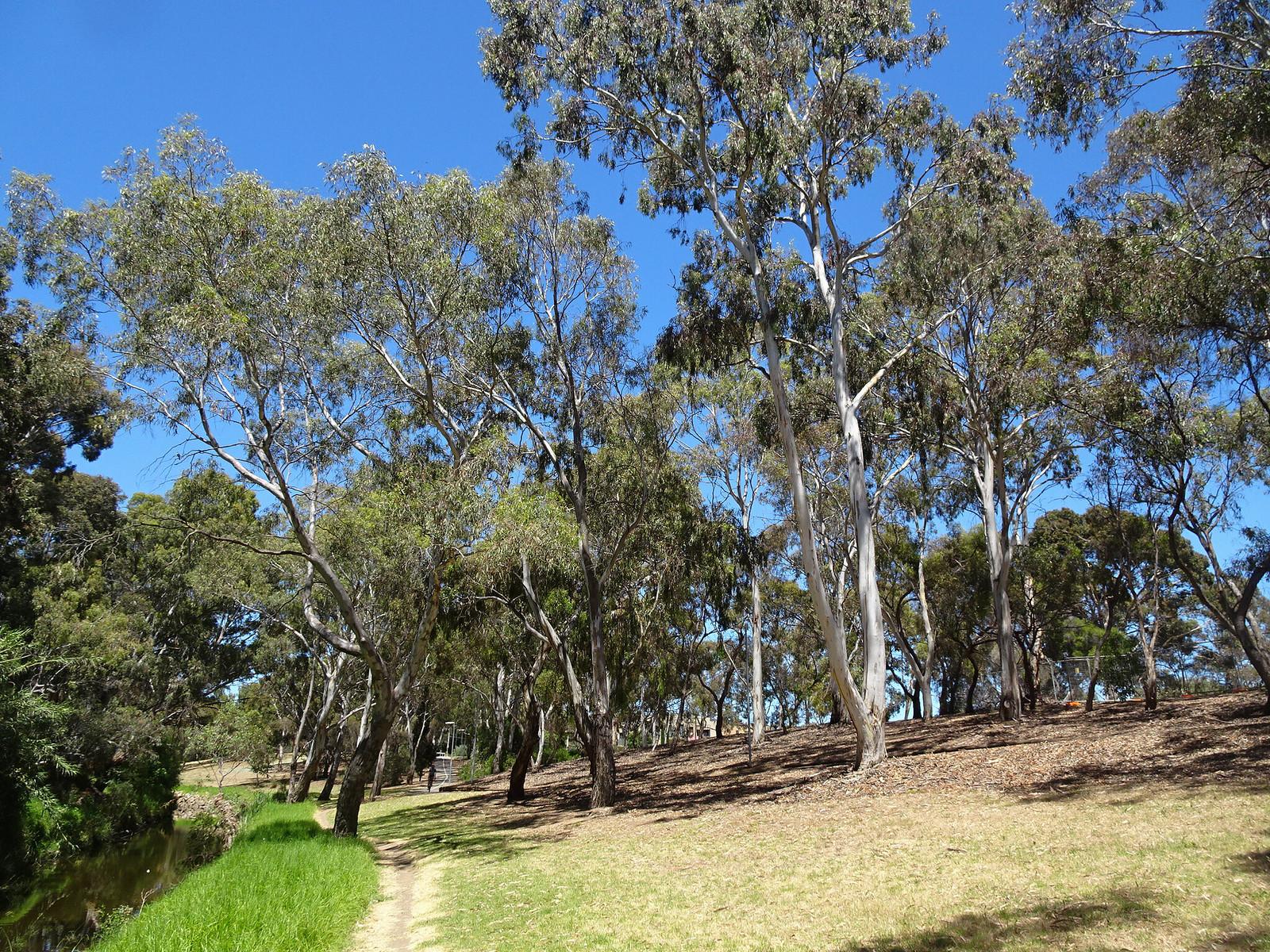 Adelaide Fitness Groups Transform Wellness Through Community Exercise